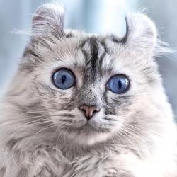 Americká kadeřavá kočka (American Curl) – mazlivý šibal