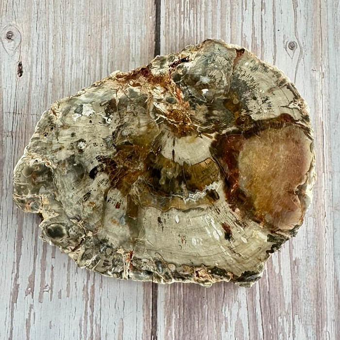 Zkamenělé dřevo leštěný řez 16 - cca 12 x 10 cm