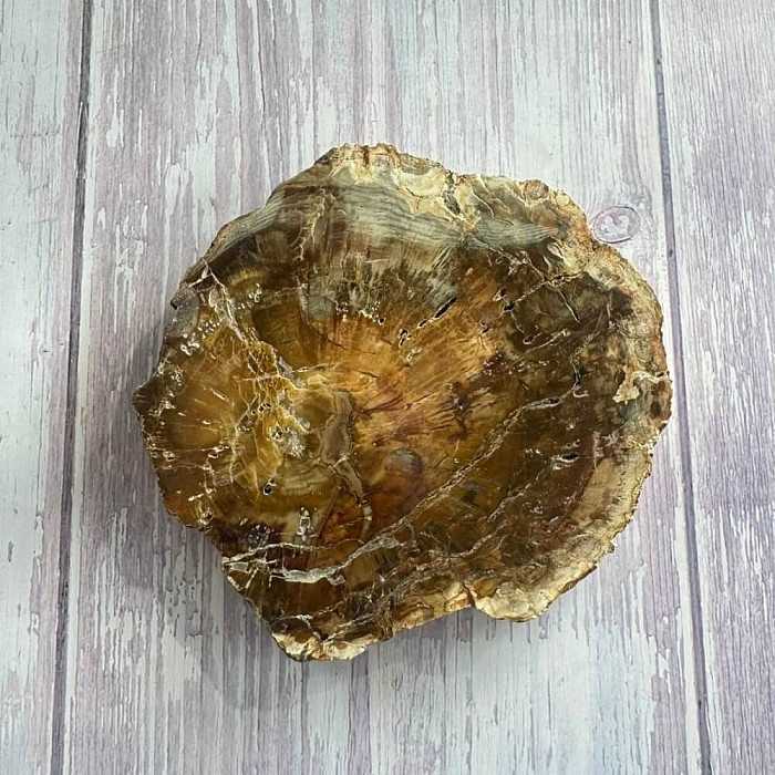 Zkamenělé dřevo leštěný řez 22 - cca 12 x 11 cm