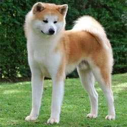 Akita Inu – věrný společník až za hrob