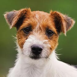 Jack Russell teriér – neunavitelný Brit