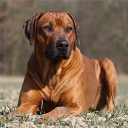 Rhodéský ridgeback - jihoafrický inteligentní lovec