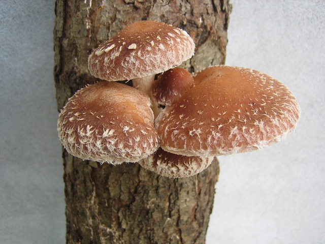 Houba Shiitake