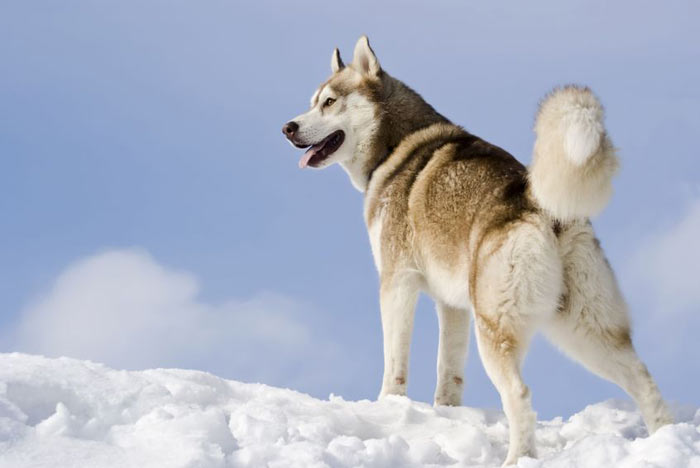 Sibiřský husky – důsledný pracant ale i mazlík pro děti