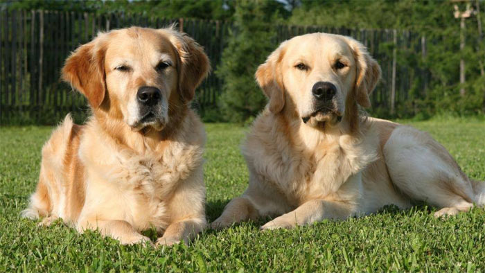 Zlatý retriever – oddaný rodinný mazlík