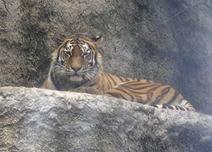 Tygřice Nina odmítla při focení spolupracovat a dále si spokojeně hověla po dobrém krmení na svém kousku skály - jo, v příštím životě chci být tygr v ZOO 