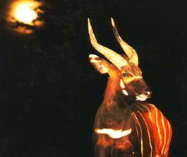 Pralesní antilopa bongo za horké úplňkové noci - foto Alexandra Mlejknová