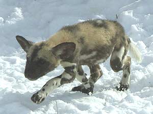 V zimě jsou k vidění i štěňata vyhubením ohrožených psů hyenových na sněhu.