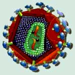 Virus HIV